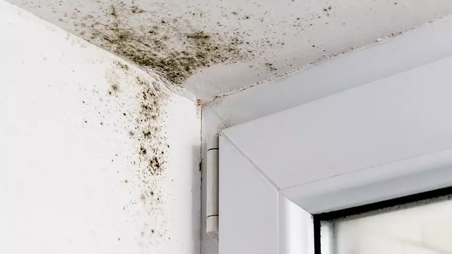 Schimmel im Haus
